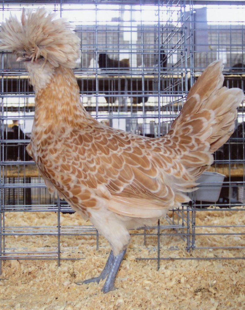 Buff Laced Polish Chicken Chicks for Sale Cackle Hatchery®