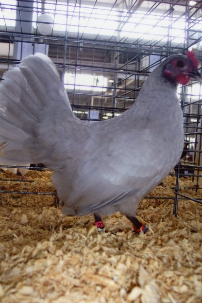 Self Blue Old English Game Bantam Chicken Hen