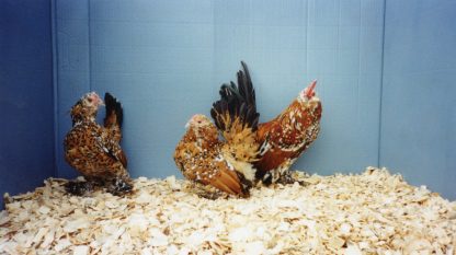 Mille Fleur D'uccle Bantam