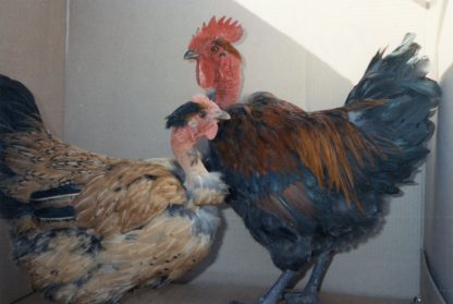 Turken "Naked Neck" Chickens