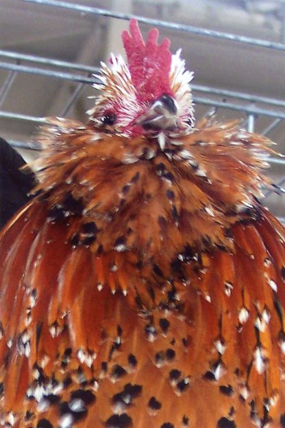 Mille Fleur D'uccle Bantam