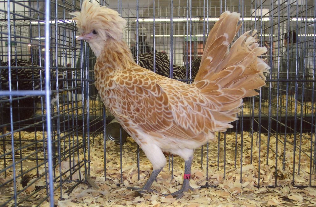 Buff Laced Polish Chicken Chicks for Sale Cackle Hatchery®