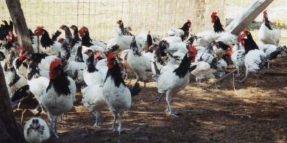 1995 Cackle Hatchery® Flock of Lakenvelder chickens