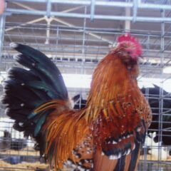 Mille Fleur D'uccle Bantam