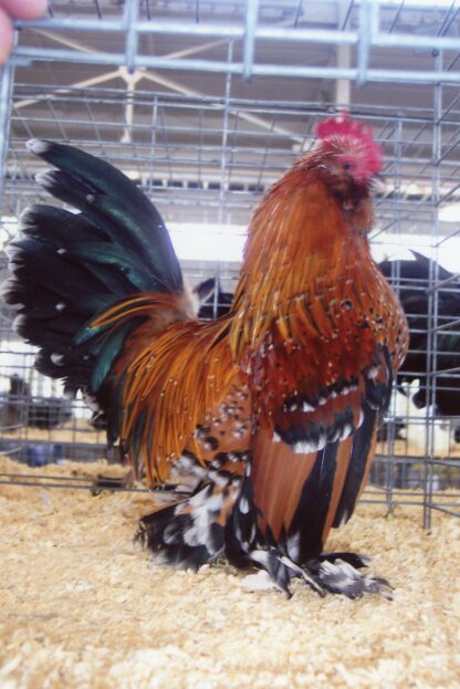 Mille Fleur D'uccle Bantam