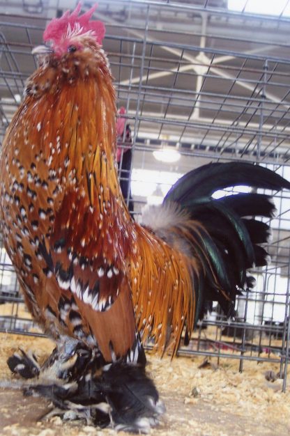 Mille Fleur D'uccle Bantam