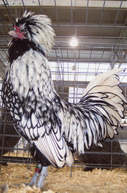 Silver Laced Polish Chicken