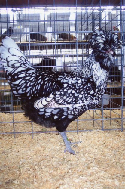 Silver Laced Polish Chicken