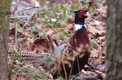 Ringneck Pheasant -1683