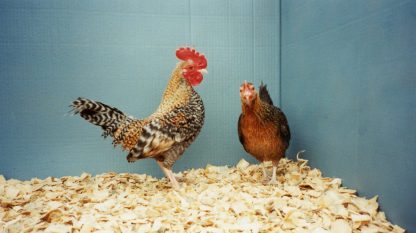 Crele Old English Game Bantam Chickens