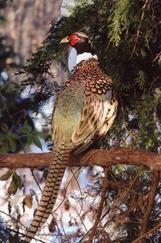 Ringneck Pheasant -1684