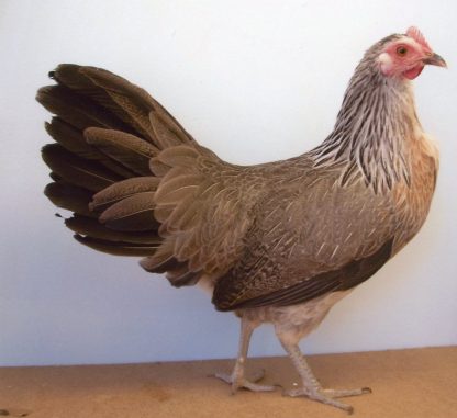 Golden Duckwing Standard Phoenix Chickens For Sale