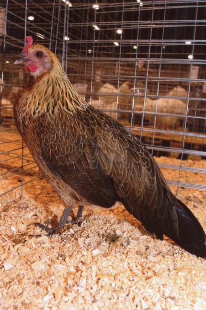 Baby Golden Duckwing Standard Phoenix Chicken