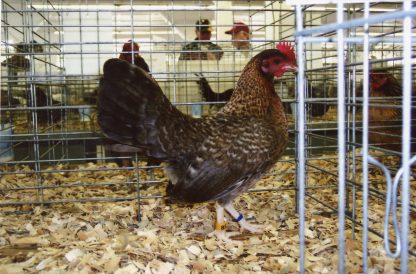 Crele Old English Game Bantam Hen