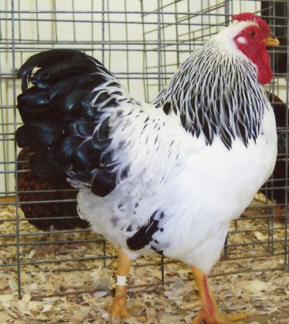 Columbian Wyandotte Bantam