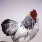 Columbian Wyandotte Bantam