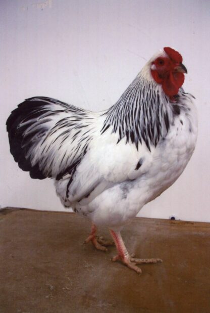 Columbian Wyandotte Bantam