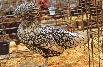 Silver Laced Polish Chicken