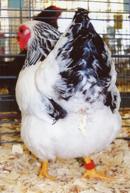 Columbian Wyandotte Bantam