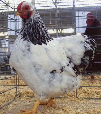 Columbian Wyandotte Bantam