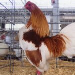 Red Pyle Old English Game Bantam Rooster