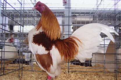 Red Pyle Old English Game Bantam Rooster