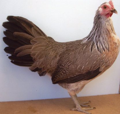 Silver Duckwing Standard Phoenix Hen