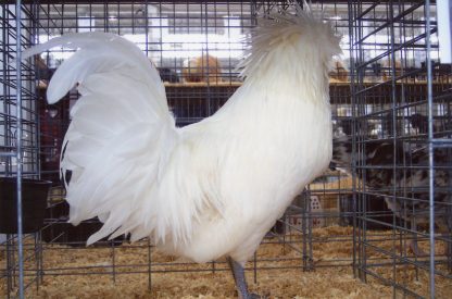 White Polish Chicken for Sale