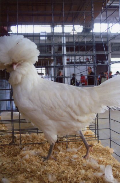 White Polish Chicken