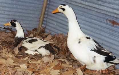 Ancona Ducks