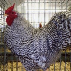 Dominique Standard Chicken Hen at Cackle Hatchery®