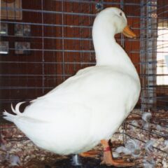 White Pekin Duck-3886
