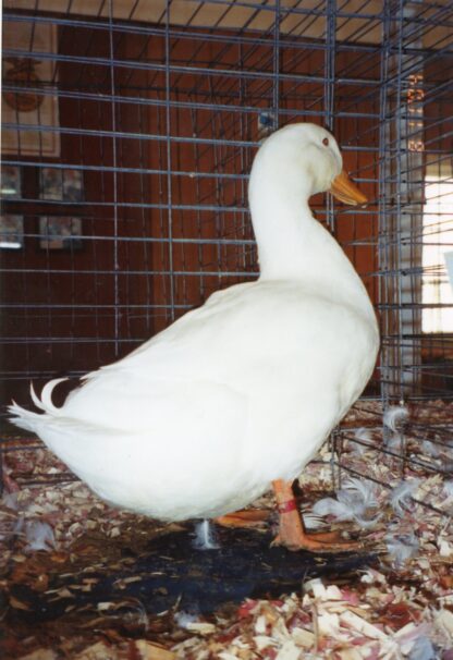 White Pekin Duck-3886