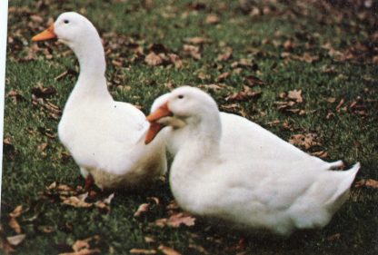 White Pekin Duck-3890