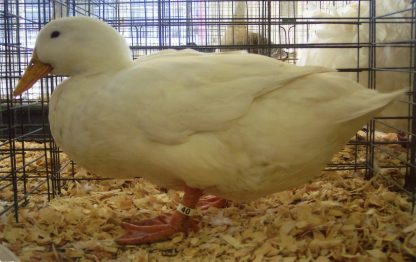 White Pekin Duck-3887