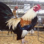 Golden Duckwing Old English Bantam Chickens For Sale