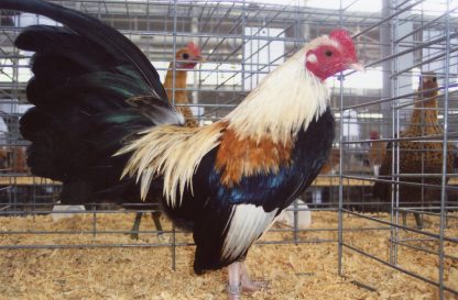 Golden Duckwing Old English Bantam Chickens For Sale