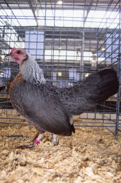 Golden Duckwing Old English Bantam Chickens