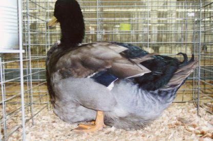 Rouen Duck