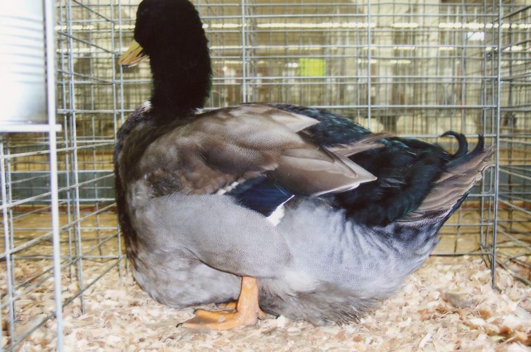Rouen Duck
