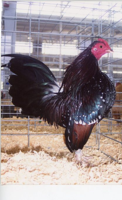 Old Spangled Old English Game Bantam Chicken