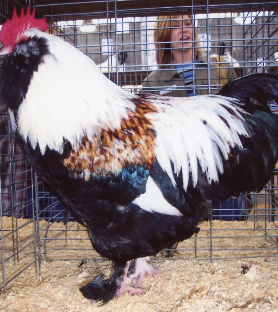 Salmon Faverolle Chickens Baby Chicks for Sale Cackle Hatchery®