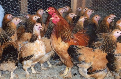 Buff Brahma Bantam Chickens