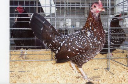 Old Spangled Old English Game Bantam