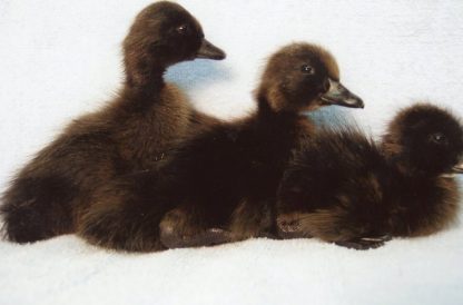 Day Old Black Runner Ducklings