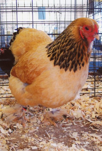 Buff Brahma Bantam Chicken