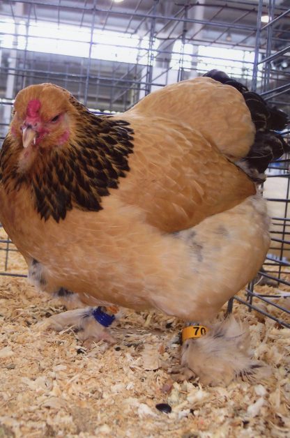 Buff Brahma Bantam Chicken