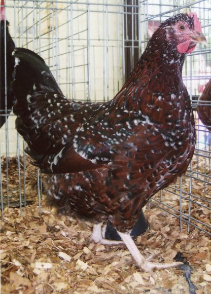 Speckled Sussex Chicken for sale