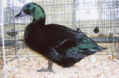 Cayuga Duck