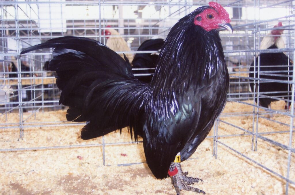 Black Old English Bantam Chickens Cackle Hatchery®